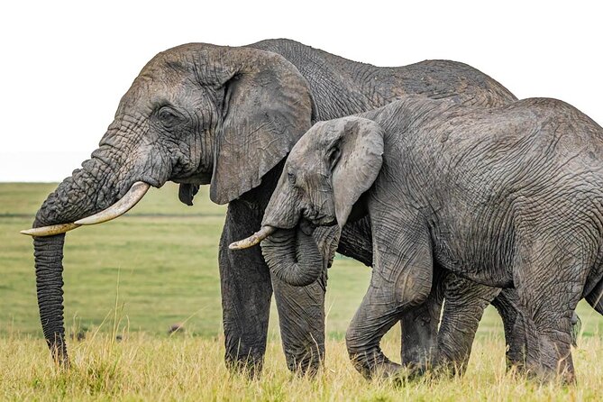 6 Days Group Multi Day Tour Masai Mara Lake Nakuru and Amboseli - Key things to know before booking
