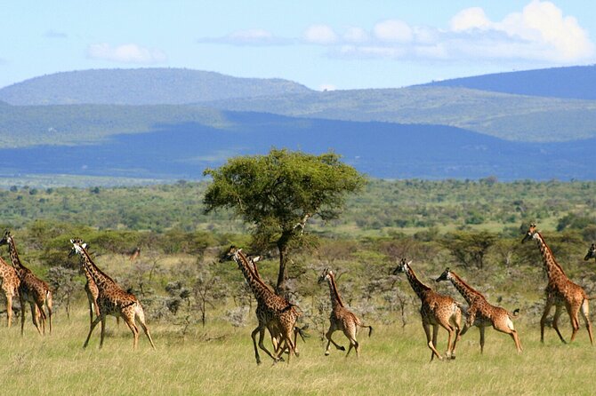 6 Days Group Multi Day Tour Masai Mara Lake Nakuru and Amboseli - The big picture: three parks, one busy route