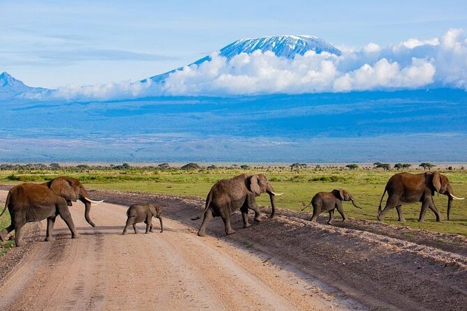 6 Days Group Multi Day Tour Masai Mara Lake Nakuru and Amboseli - Day 6: A final Amboseli look and return to Nairobi