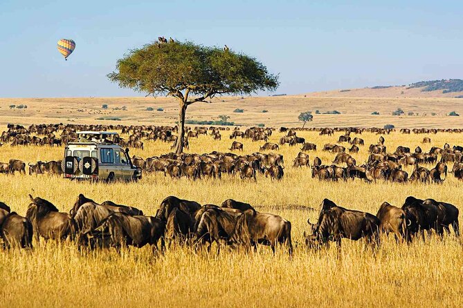 6 Days Group Multi Day Tour Masai Mara Lake Nakuru and Amboseli - Day 2: A full day in Masai Mara