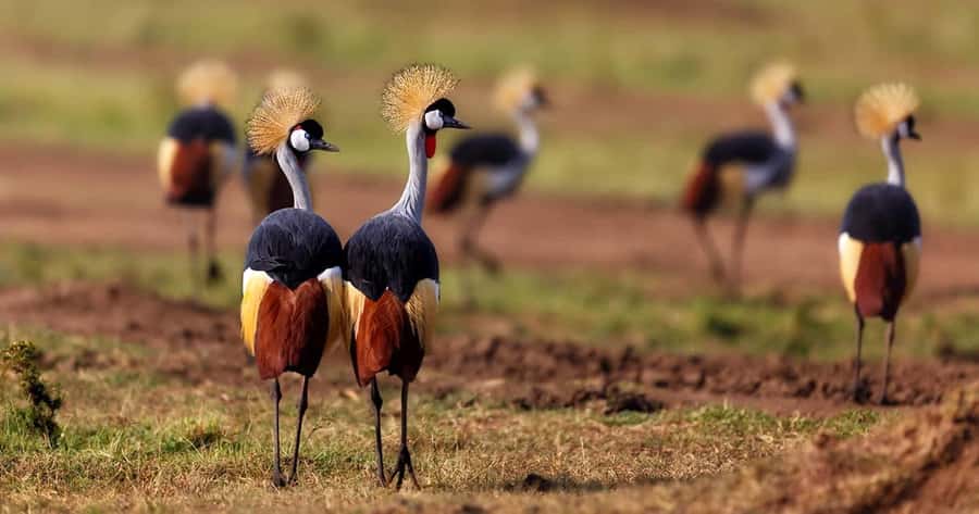 6 Days, Group Safari to Masai Mara, Lake Nakuru and Amboseli - Day 2: A full day among Maasai Mara predators