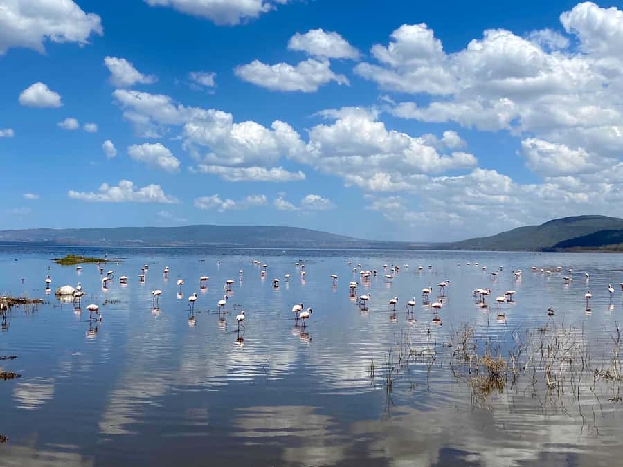 6 Days, Group Safari to Masai Mara, Lake Nakuru and Amboseli - Day 3: Leaving Maasai Mara for Lake Nakuru