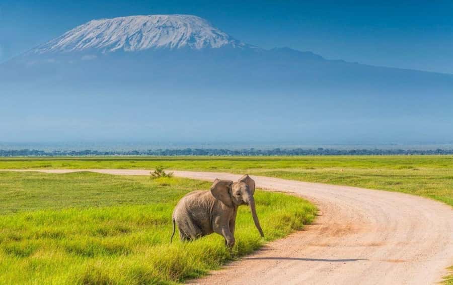 6 Days, Group Safari to Masai Mara, Lake Nakuru and Amboseli - Day 4: Lake Nakuru rhinos, then the long road to Amboseli