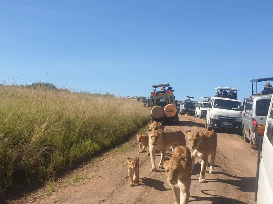 6 Days, Group Safari to Masai Mara, Lake Nakuru and Amboseli - Day 5: Elephants and Kilimanjaro in Amboseli