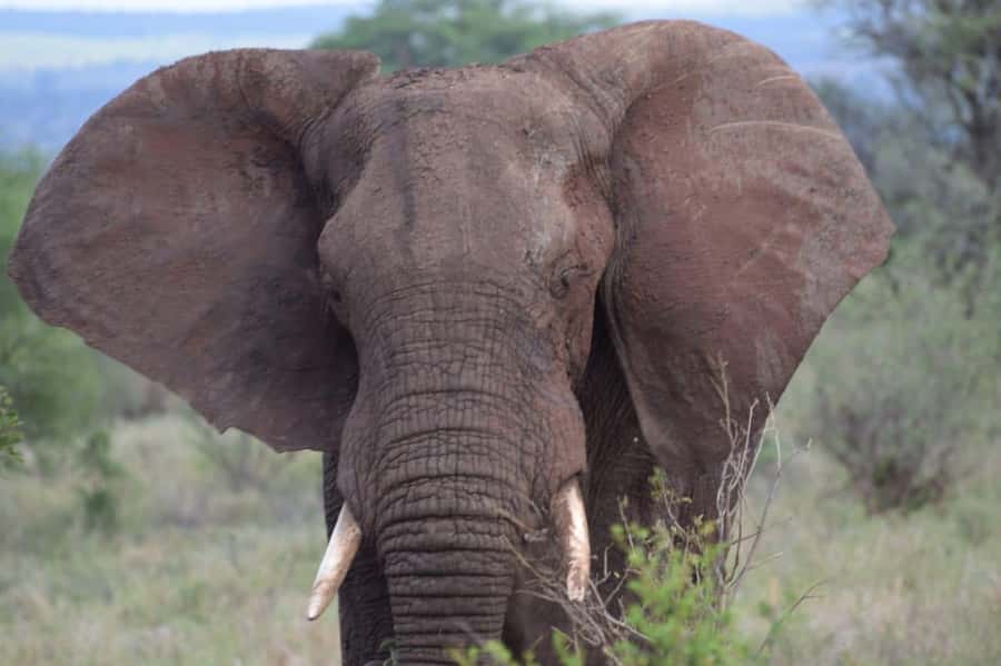 6 Days, Group Safari to Masai Mara, Lake Nakuru and Amboseli - The guide can shape the whole trip