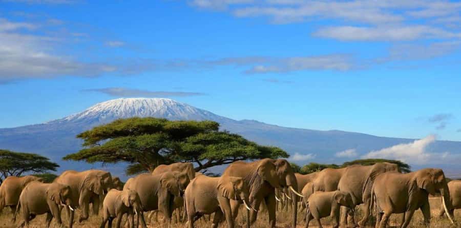 6 Days, Group Safari to Masai Mara, Lake Nakuru and Amboseli - Day 1: From Nairobi to Maasai Mara