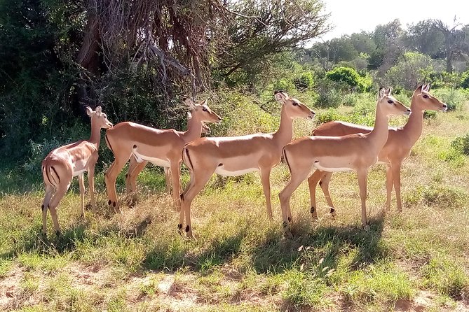 6 days guided safari: nairobi / lake nakuru / lake naivasha / masai mara n r - Days 4 and 5: The Masai Mara earns two nights