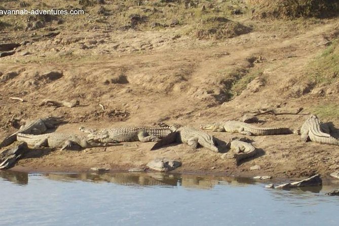 6 days guided safari: nairobi / lake nakuru / lake naivasha / masai mara n r - The safari vehicle and viewing setup