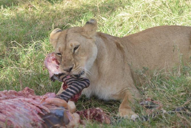 6 Days in Masai Mara- Lake Nakuru- Amboseli - Why this route works for a first Kenya safari