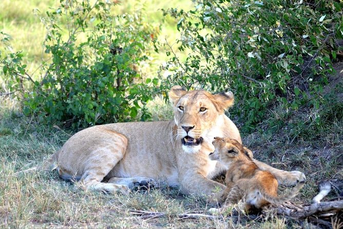 6 Days in Masai Mara- Lake Nakuru- Amboseli - Day 2: A full day among Mara wildlife