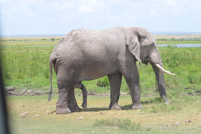 6 Days in Masai Mara- Lake Nakuru- Amboseli - Day 3: Leaving the Mara for Lake Nakuru