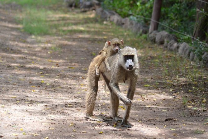 6 Days in Masai Mara- Lake Nakuru- Amboseli - Day 6: Early wildlife viewing and onward travel