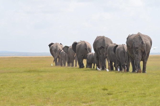 6 Days in Masai Mara- Lake Nakuru- Amboseli - Day 1: From Nairobi to the Masai Mara