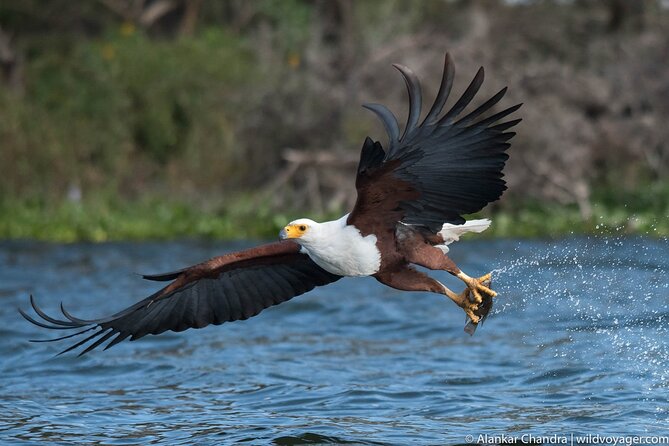 6 Days Kenya Adventure Wildlife Safari - Day 1: Nairobi to Lake Naivasha by road and boat
