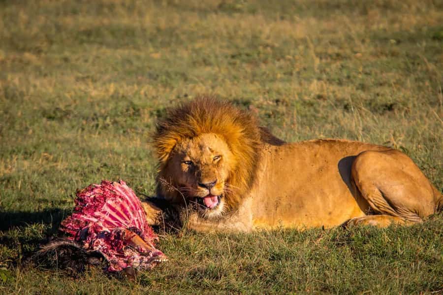 6 Days Kenya Budget Safari - Key points at a glance