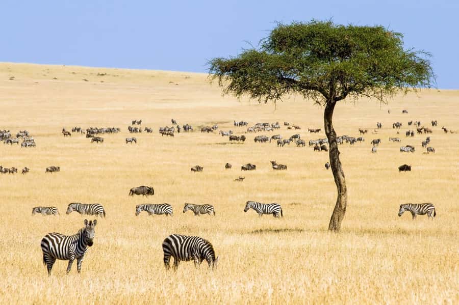 6 Days Kenya Budget Safari - What the $205 safari price really covers