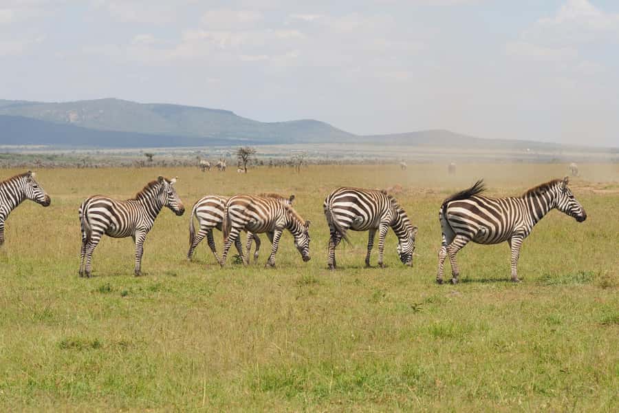 6 Days Kenya Budget Safari - Maasai Mara on Day 2: your best wildlife odds