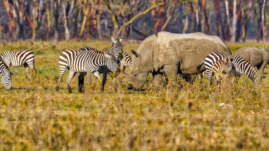 6 Days Kenya Budget Safari - The final morning returns you to Nairobi