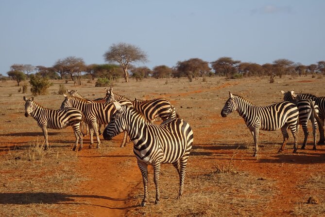 6 Days Kenya Masai Mara,Lake Nakuru & Amboseli Wildlife Safari - The big picture: three famous parks in six days