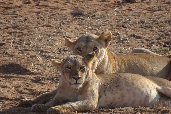 6 Days Kenya Masai Mara,Lake Nakuru & Amboseli Wildlife Safari - Day 3: Lake Nakuru, birds, viewpoints, and a long change of scene