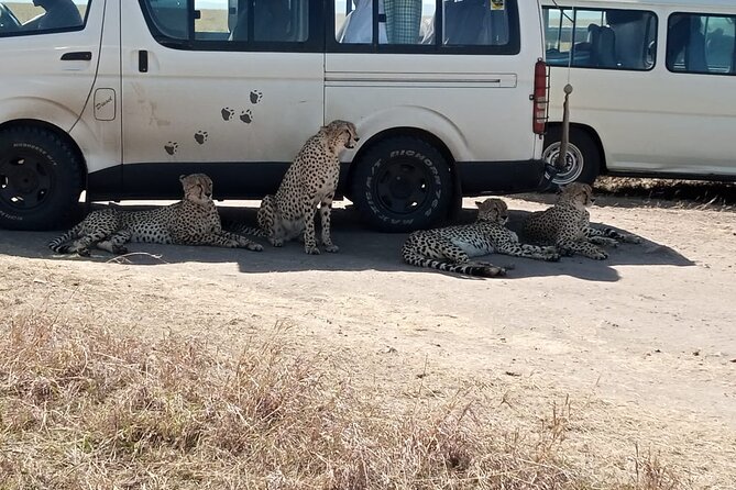 6 Days Kenya Masai Mara,Lake Nakuru & Amboseli Wildlife Safari - Day 4: The long transfer to Amboseli