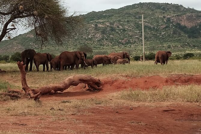 6 Days Kenya Masai Mara,Lake Nakuru & Amboseli Wildlife Safari - Day 2: A full day across the Maasai Mara plains