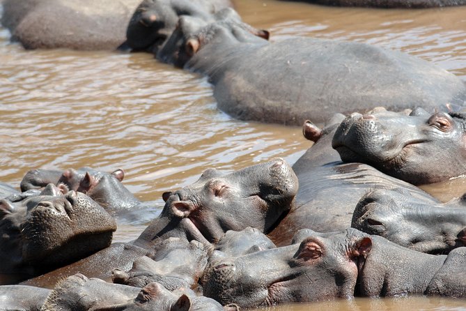 6 Days Maasai Mara/Nakuru/Amboseli Group Safari - Day 3: From the Mara region to Lake Nakuru