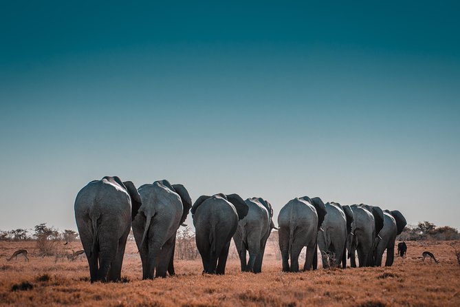 6 Days Maasai Mara/Nakuru/Amboseli Group Safari - What the $925.80 price really covers