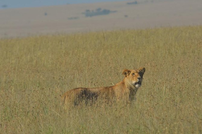 6 Days Maasai Mara/Nakuru/Amboseli Group Safari - Day 1: Nairobi to Maasai Mara by way of the Rift Valley