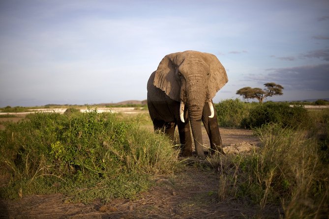 6 Days Masai Mara, Lake Nakuru & Amboseli-Ultimate Kenyan Safari - Day 4: Lake Naivasha option and the long road to Amboseli