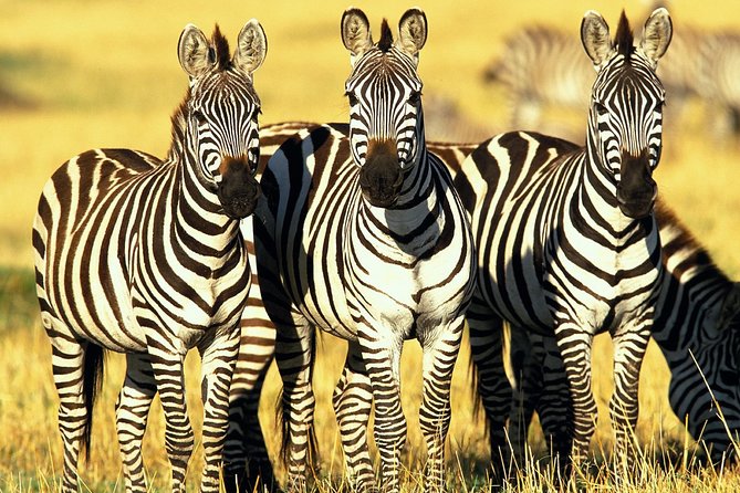 6 Days Masai Mara, Lake Nakuru & Amboseli-Ultimate Kenyan Safari - Day 6: Dawn game drive and the return to Nairobi