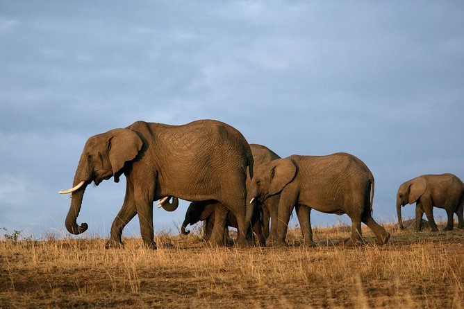 6 Days Masai Mara, Lake Nakuru & Amboseli-Ultimate Kenyan Safari - Food, camps, and group size