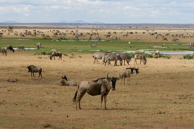 6 Days Masai Mara, Lake Nakuru and Amboseli Budget Group Safari - Day four: a short Nakuru drive, then the long road to Amboseli