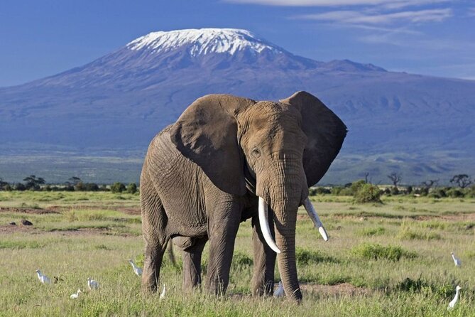 6 Days Masai Mara, Lake Nakuru and Amboseli Budget Group Safari - Day five: Amboseli elephants beneath Kilimanjaro