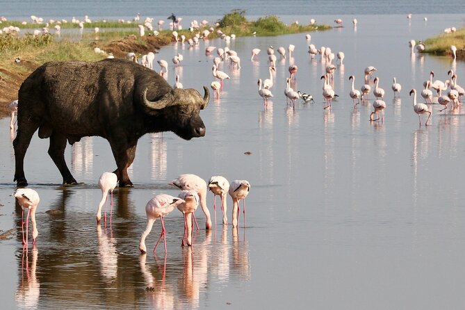 6-Days Masai Mara, Nakuru & Amboseli Group Safari on Landcruiser - Day 1: The Great Rift Valley and first Masai Mara game drive
