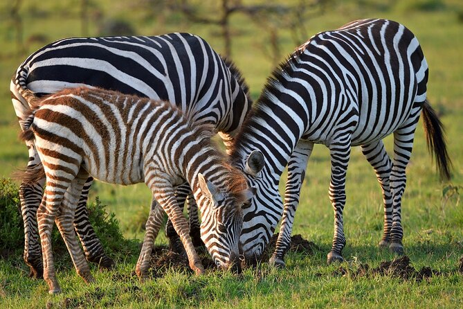 6-Days Masai Mara, Nakuru & Amboseli Group Safari on Landcruiser - Day 3: Leaving the Mara for Lake Nakuru