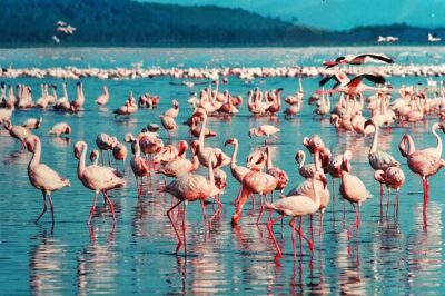 6-Days Masai Mara, Nakuru & Amboseli Group Safari on Landcruiser