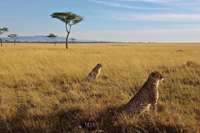 6-Days Masai Mara, Nakuru & Amboseli Group Safari on Landcruiser - Day 4: Morning wildlife at Nakuru, then the long run to Amboseli