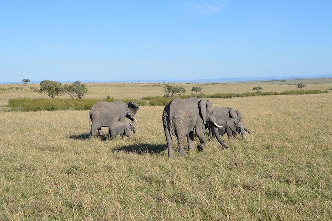 6-Days Masai Mara, Nakuru & Amboseli Group Safari on Landcruiser - Day 5: Amboseli, elephants, and Mount Kilimanjaro