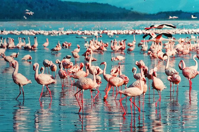 6-Days Masai Mara, Nakuru & Amboseli Group Safari on Landcruiser - Day 2: A full day across Masai Mara