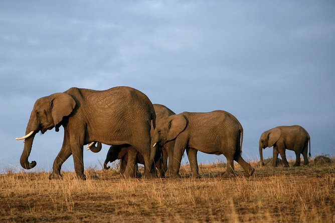 6 Days Masai Mara-Nakuru-Amboseli - Lodge Safari-Private 4X4 JEEP - Day 4: Lake Naivasha and the long road to Amboseli