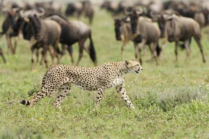 6 Days Masai Mara-Nakuru-Amboseli - Lodge Safari-Private 4X4 JEEP - Day 5: Amboseli’s elephants and Kilimanjaro views