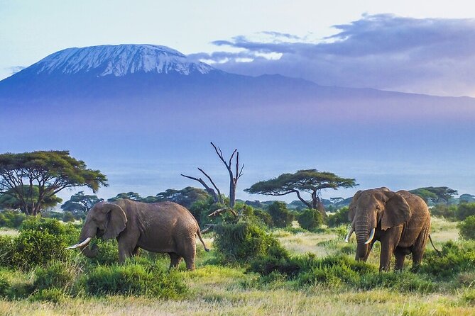 6-Days of Elephants, Wildebeest and Big 5: Kenya’s Classic Safari - Key points to know before booking