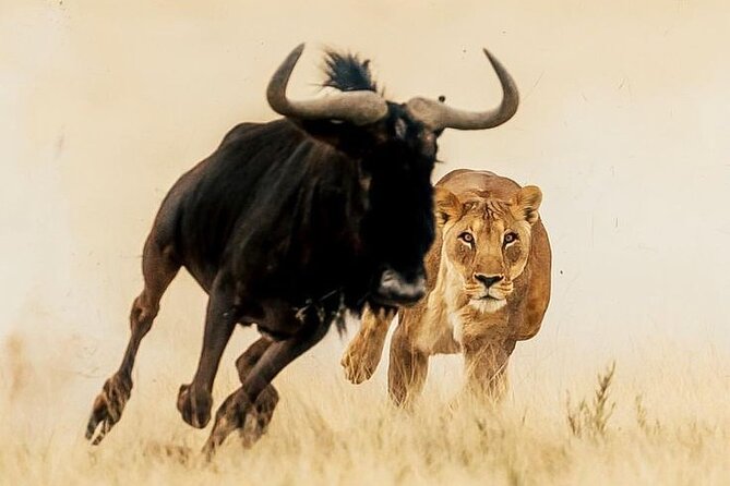 6-Days of Elephants, Wildebeest and Big 5: Kenya’s Classic Safari - Why this six-day route works