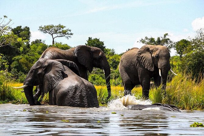 6-Days of Elephants, Wildebeest and Big 5: Kenya’s Classic Safari - Day 4: Entering Maasai Mara’s open savannah
