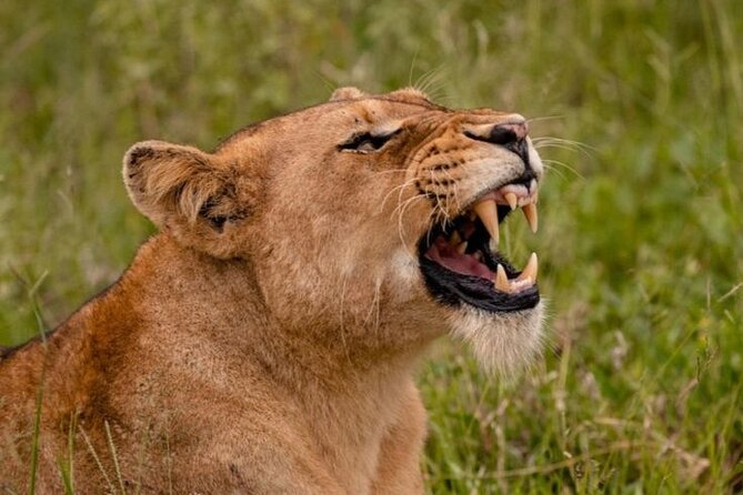 6-Days of Elephants, Wildebeest and Big 5: Kenya’s Classic Safari - Day 6: Maasai culture, Narok lunch, and Nairobi