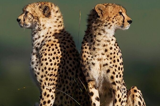 6-Days of Elephants, Wildebeest and Big 5: Kenya’s Classic Safari - Guides, private travel, and vehicle time