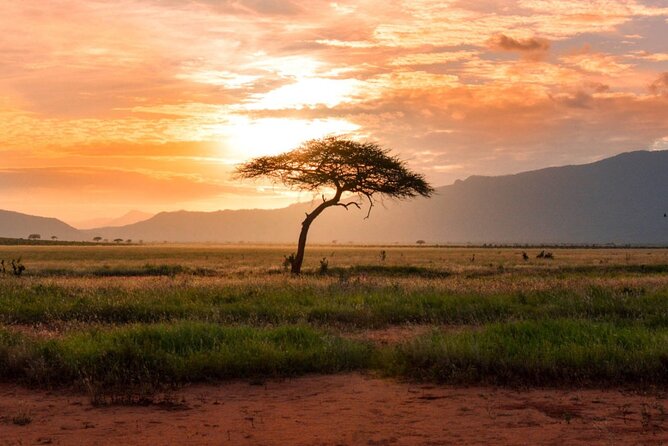 6 Days of Kenyan Wonders: Amboseli, Lake Nakuru, and Masai Mara - Starting in Nairobi and heading to Amboseli