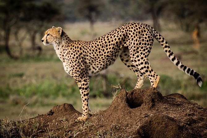 6 Days of Kenyan Wonders: Amboseli, Lake Nakuru, and Masai Mara - From Lake Nakuru to the Masai Mara