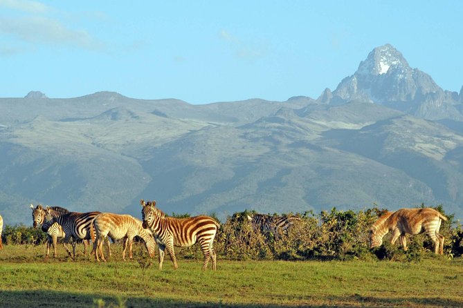 6 Days of Kenyan Wonders: Amboseli, Lake Nakuru, and Masai Mara - A full day in the Mara for predators and migration